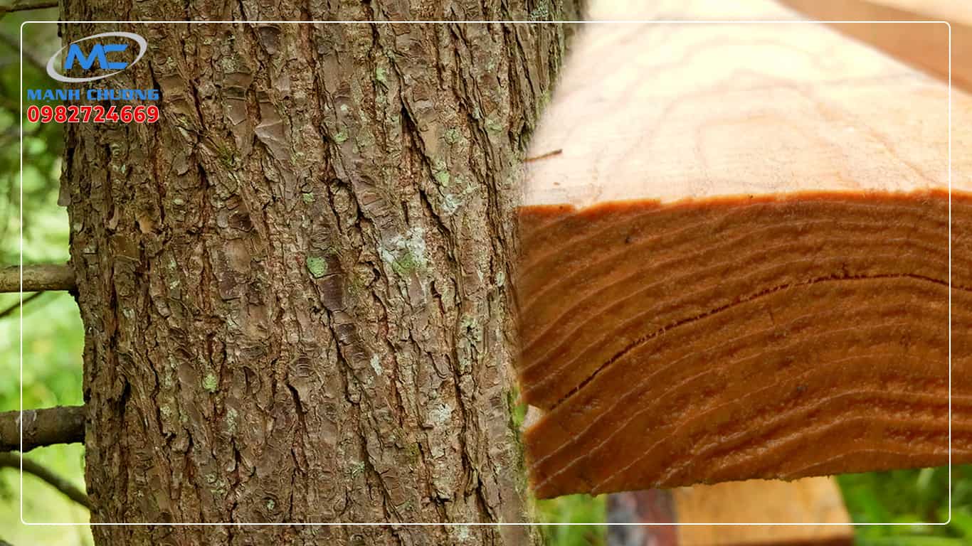 gỗ hemlock canada